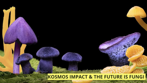 The Mycelial Economy